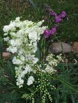 branco Flores do Jardim Meadowsweet, Dropwort, Filipendula foto