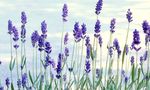 blauw Tuin Bloemen Lavendel, Lavandula foto