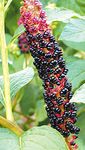 crno Vrtne Cvjetovi Američki Kermesa, Inkberry, Pidgeonberry, Phytolacca americana Foto