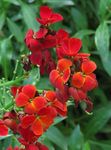 rouge les fleurs du jardin Giroflée, Cheiranthus Photo