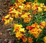 orange les fleurs du jardin Giroflée, Cheiranthus Photo