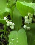 white Garden Flowers Lily of the valley, May Bells, Our Lady's Tears, Convallaria Photo