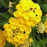 jaune les fleurs du jardin Lantana Photo