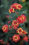 წითელი ბაღის ყვავილები Lantana სურათი
