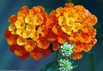 orange les fleurs du jardin Lantana Photo
