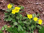 żółty Ogrodowe Kwiaty Bloodroot, Potentilla zdjęcie