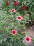 różowy Ogrodowe Kwiaty Bloodroot, Potentilla zdjęcie