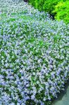 azzurro I fiori da giardino Laurentia, Isotoma foto