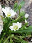 白 园林花卉 Lewisia，悬崖女佣，锡斯基尤Lewisia，锡斯基尤比特鲁特 照
