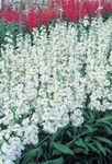 blanco Flores de jardín Jardín Stock, Matthiola incana Foto