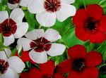 weiß Gartenblumen Scharlach Flachs, Roter Lein, Blühenden Flachs, Linum grandiflorum Foto