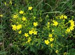 žlutý Zahradní květiny Linum Trvalka fotografie
