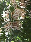 bela Vrtno Cvetje Levji Uho, Levji Rep, Wild Dagga, Leonotis leonurus fotografija