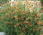 arancione I fiori da giardino Orecchio Del Leone, La Coda Del Leone, Dagga Selvaggio, Leonotis leonurus foto