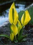 jaune les fleurs du jardin Jaune Lysichiton Photo