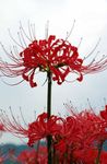 წითელი ბაღის ყვავილები Spider Lily, გაოცება ლილი, Lycoris სურათი