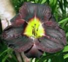 noir les fleurs du jardin Hémérocalle, Hemerocallis Photo