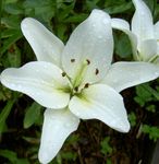 kuva Lilja Asiatic Hybridit tuntomerkit