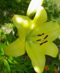 жут Баштенске Цветови Лили Азијска Хибриди, Lilium фотографија