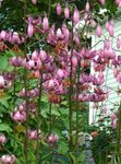 rosa Hage blomster Martagonliljer Lilje, Felles Turk Hatten Lilje, Lilium Bilde