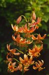 orange Garden Flowers Martagon Lily, Common Turk's Cap Lily, Lilium Photo