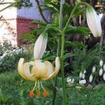 黄 庭の花 Martagonユリ、一般的なトルコのキャップのユリ, Lilium フォト