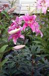 rožinis Sodo Gėlės Oriental Lily, Lilium Nuotrauka