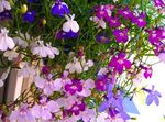 rose les fleurs du jardin Lobélie De Bordure, La Lobélie Annuelle, Lobelia Fuite Photo