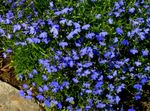 blau Gartenblumen Einfassung Lobelien, Jahreslobelien, Hinter Lobelia Foto