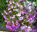 lilac Garden Flowers Edging Lobelia, Annual Lobelia, Trailing Lobelia Photo
