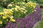 pourpre les fleurs du jardin Alyssum Doux, Alison Doux, Lobularia Balnéaire, Lobularia maritima Photo