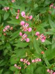 pink Myg Blomst, Lopezia racemosa Foto
