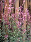 ピンク 庭の花 Agastache、ハイブリッドアニスヒソップ、メキシカンミント フォト
