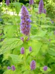 lilla Have Blomster Agastache, Hybrid Anis Isop, Mexican Mynte Foto
