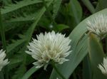 baltas Sodo Gėlės Dekoratyviniai Svogūnai, Allium Nuotrauka