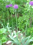 lila Flores de jardín Cebolla Ornamental, Allium Foto