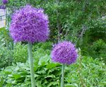 violetinė Sodo Gėlės Dekoratyviniai Svogūnai, Allium Nuotrauka