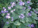 lilac bláthanna gairdín Plandaí Airgead, Macántacht, Bolbonac, Moonwort, Dollar Airgead, Lunaria Photo