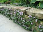 lilac bláthanna gairdín Cymbalaria, Eidhneán Kenilworth, Dreapadóireachta Mairnéalach, Eidhneán-Leaved Lín Buaf Photo