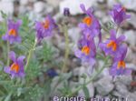 šeřík Zahradní květiny Linaria fotografie