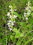 Podkolan Biały (Wild Orchid)