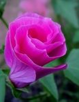 ピンク 庭の花 Malope, Malope trifida フォト