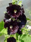 black Garden Flowers Hollyhock, Alcea rosea Photo