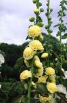 gul Have Blomster Stokrose, Alcea rosea Foto