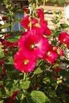 rojo Flores de jardín Malva Loca, Alcea rosea Foto