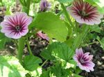 rosa Gartenblumen Malve, Stockrose Französisch, Malva sylvestris Foto