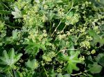 zielony Ogrodowe Kwiaty Mankiet, Alchemilla zdjęcie