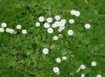 ホワイト 庭の花 ベリスデイジー、英語デイジー、芝生デイジー、打撲の麦汁, Bellis perennis フォト