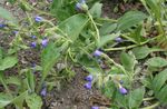 bleu les fleurs du jardin Pulmonaire, Pulmonaria Photo