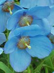 azul claro Flores de jardín Amapola Azul Del Himalaya, Meconopsis Foto
